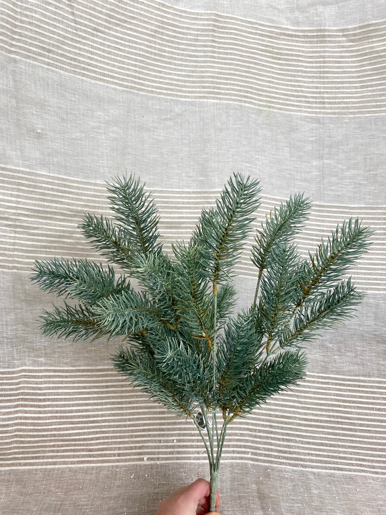 Blue Green Round Tip Pine Bush