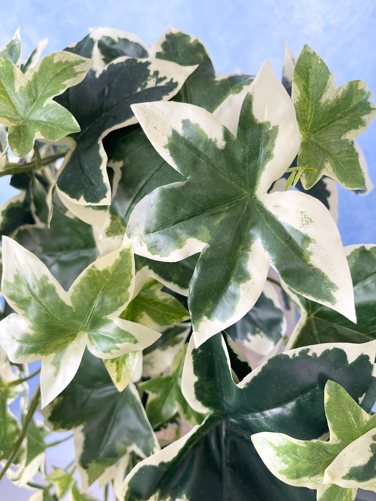 UV Protect Hanging Garden Ivy Bush