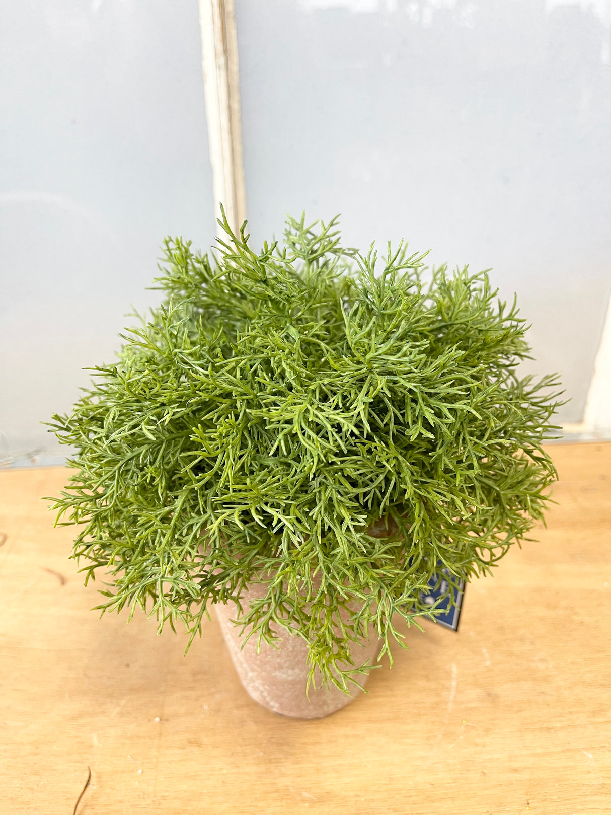 Real Touch Potted Sprengeri