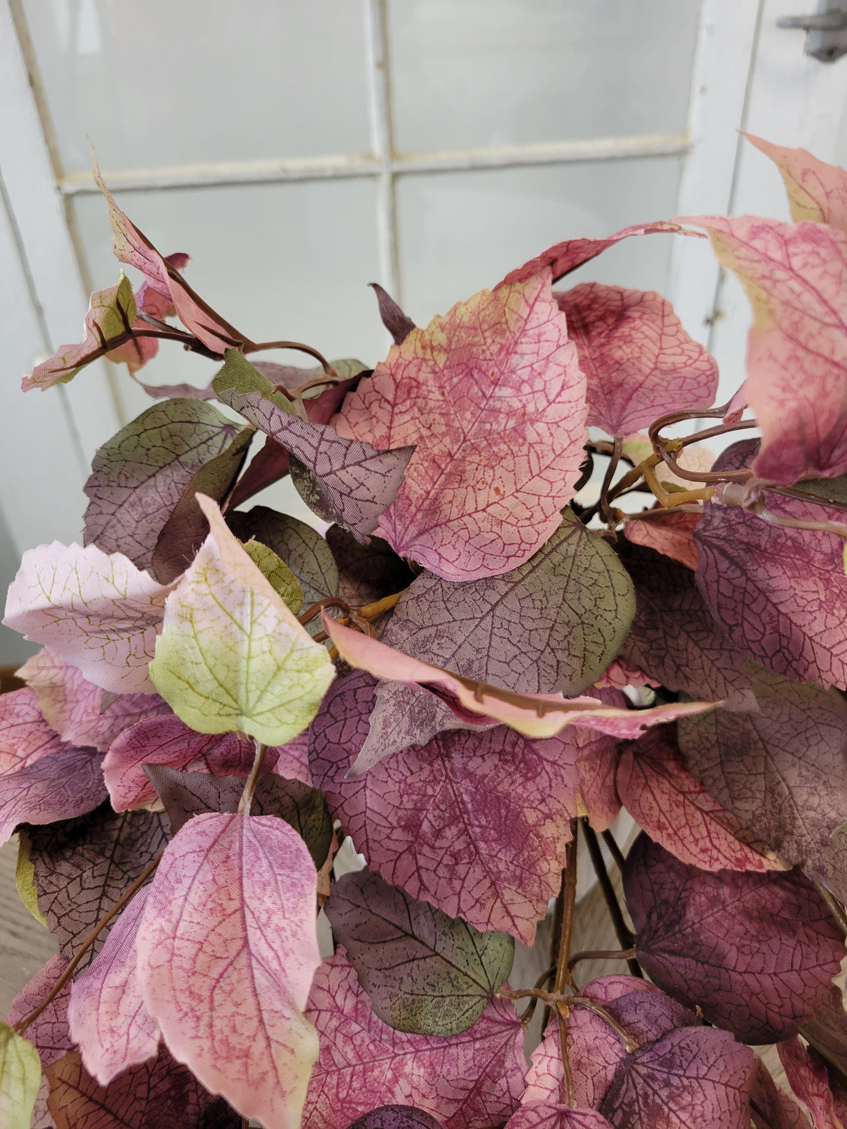 Dusty Mauve Shoeblack Plant Bush