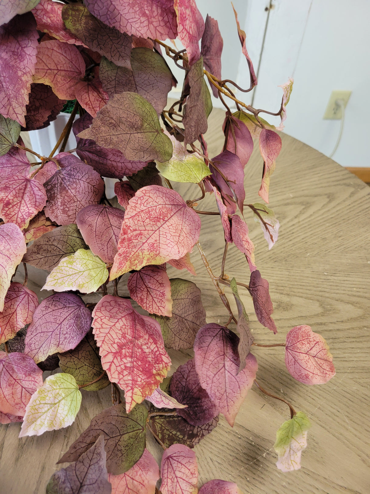 Dusty Mauve Shoeblack Plant Bush