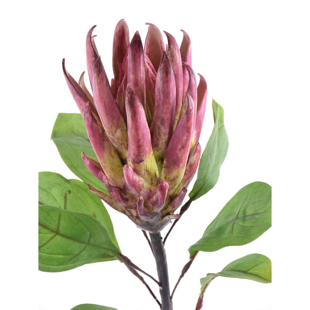 Protea Stem