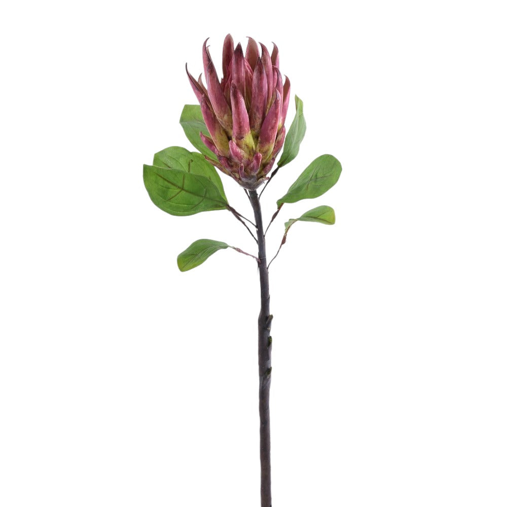 Protea Stem
