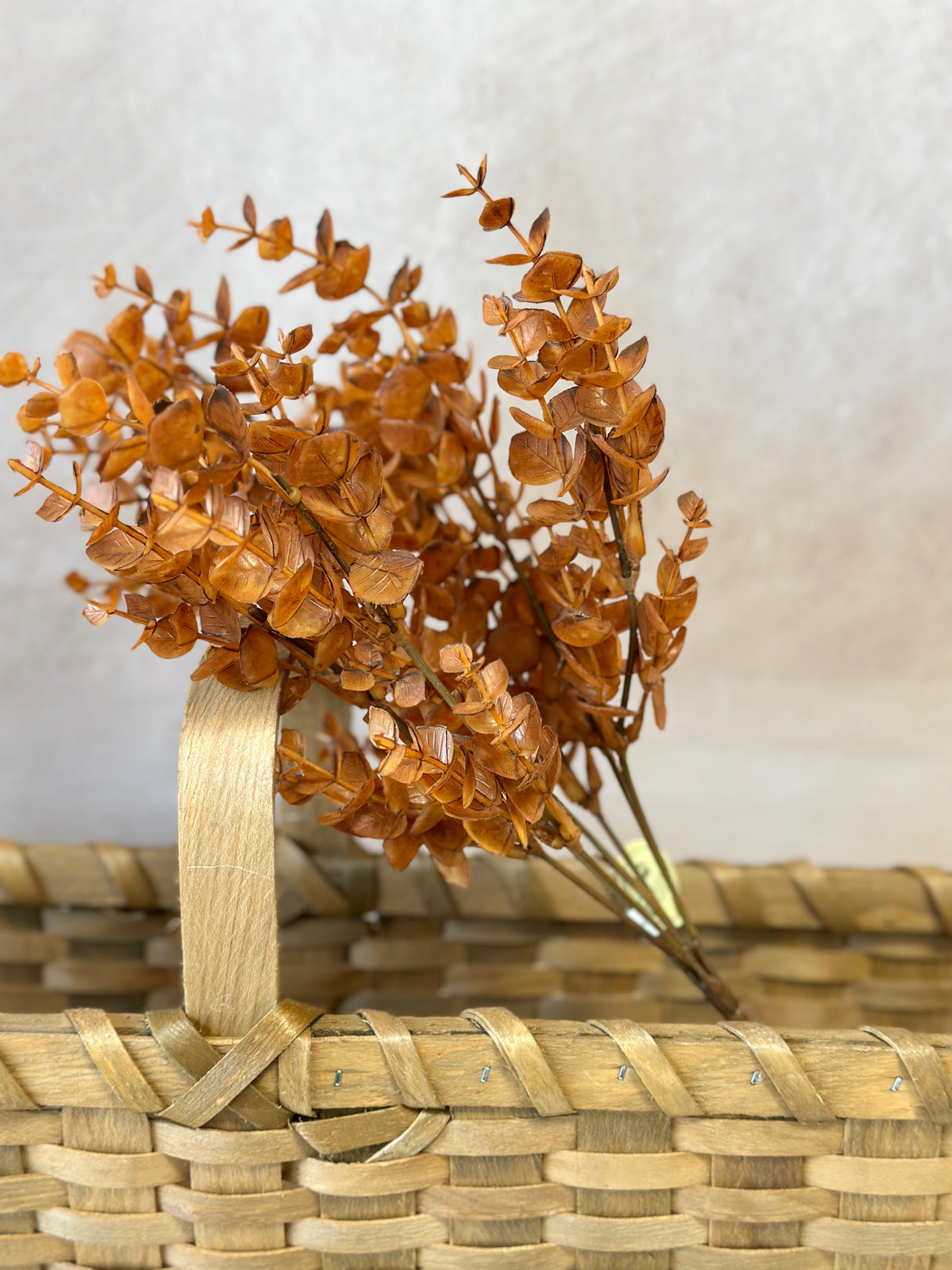 Cinnamon Spice Eucalyptus Bush