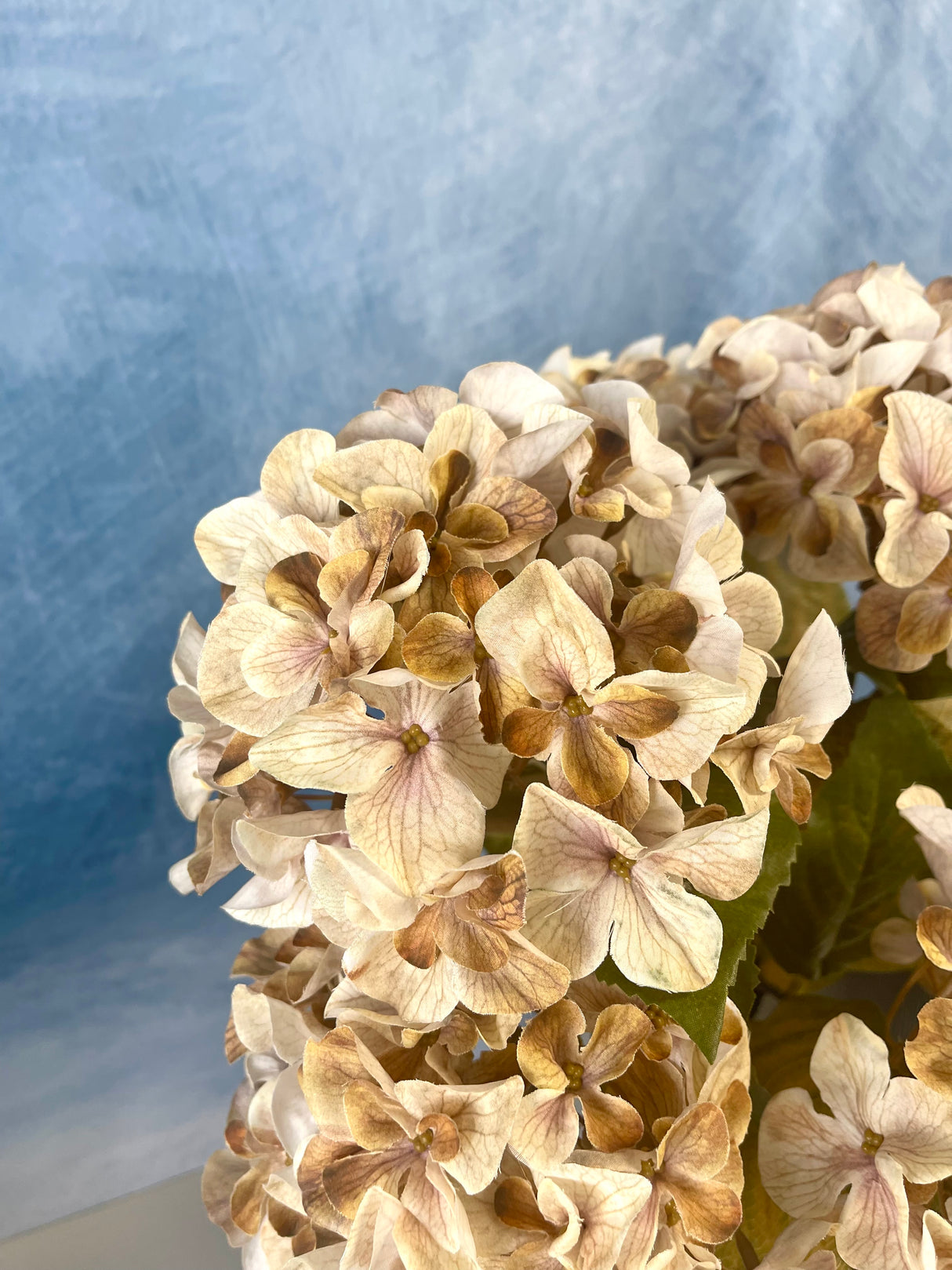 Cream Harvest Hydrangea Bush
