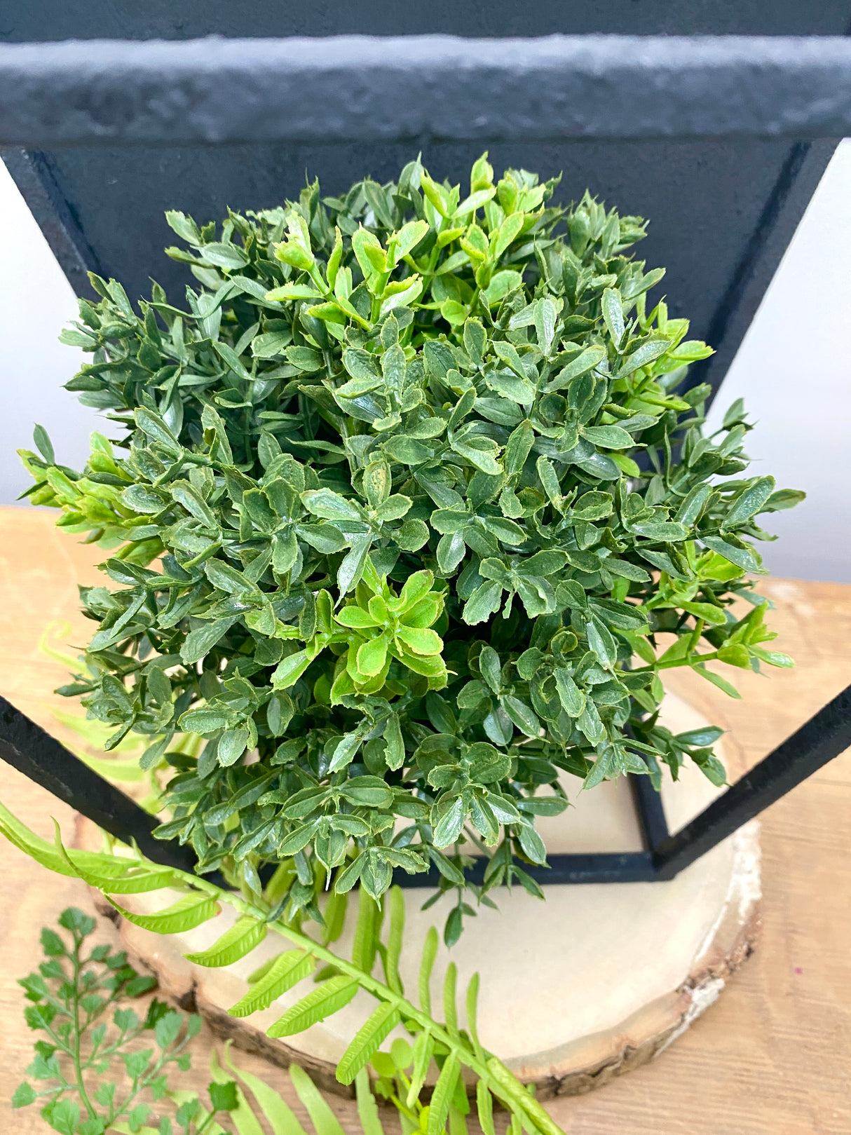 New England Boxwood Half Sphere