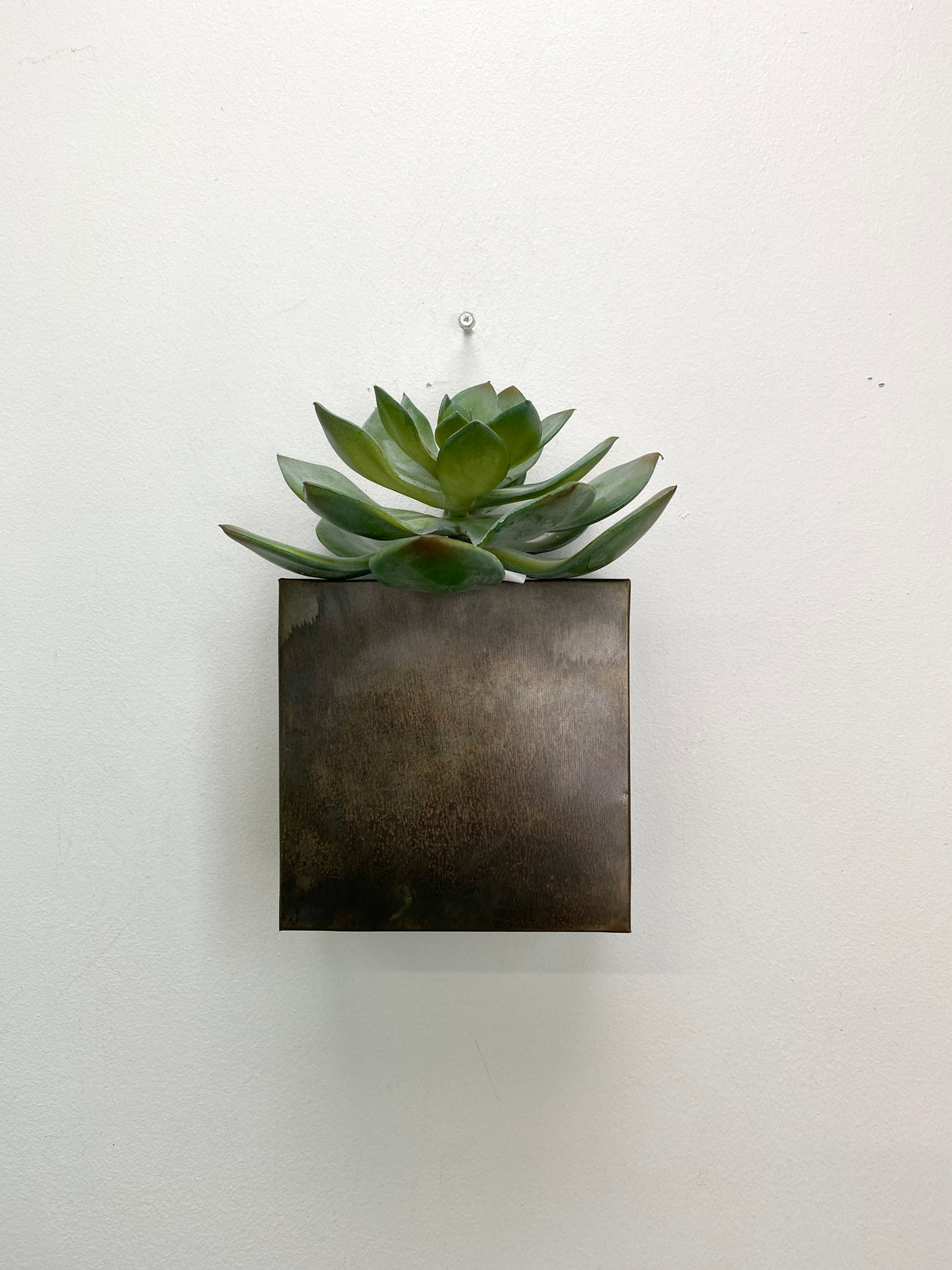 5" Iron Wall Planter