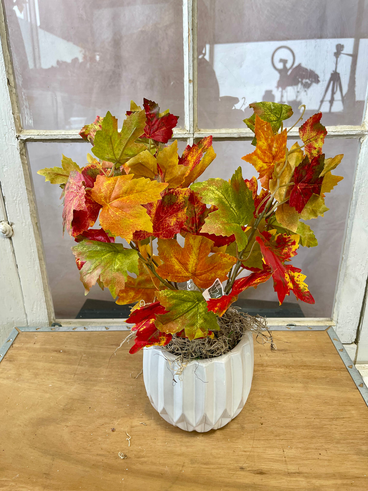 Flame Maple Bush