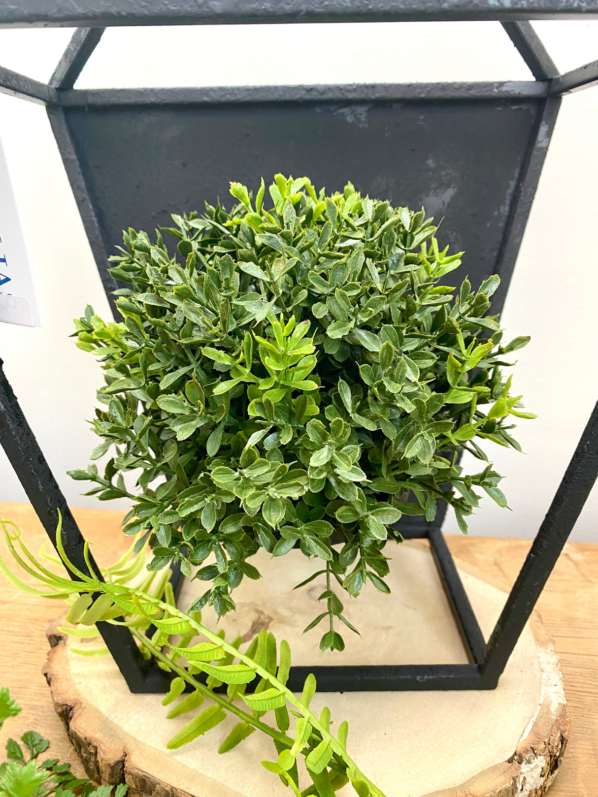 New England Boxwood Half Sphere