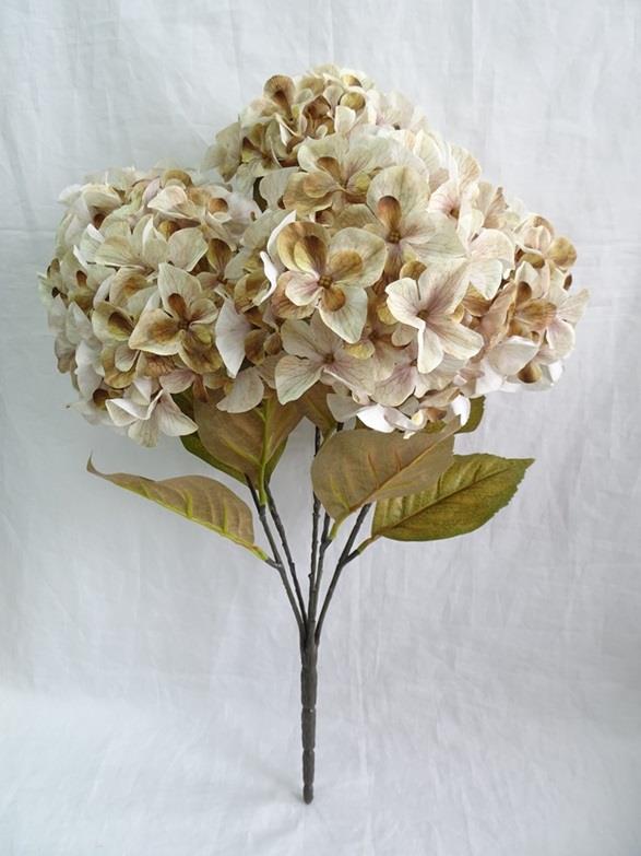 Cream Harvest Hydrangea Bush