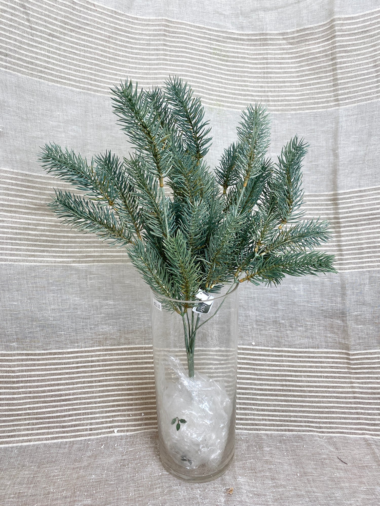 Blue Green Round Tip Pine Bush