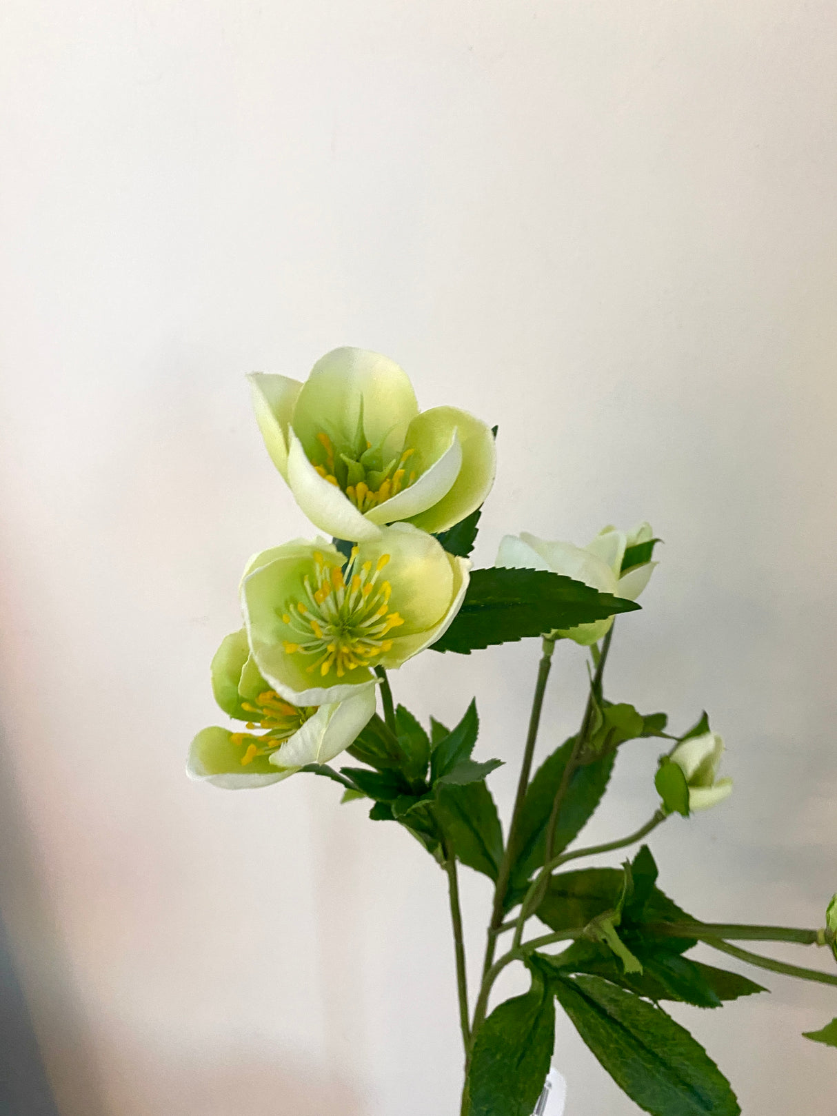 Green Helleborus Spray