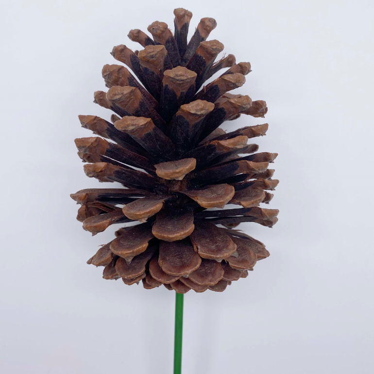 Natural Pinecone Stem