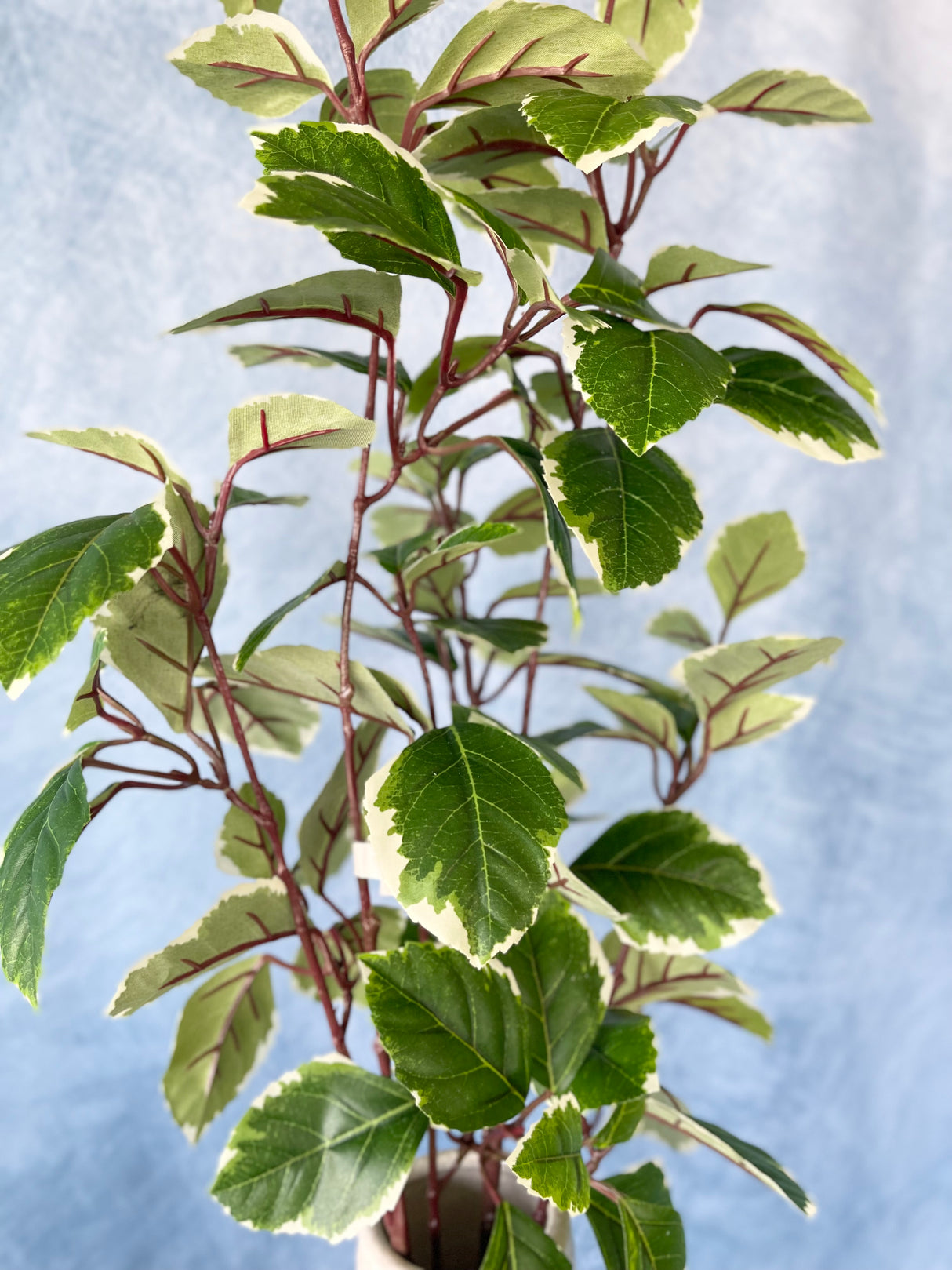 Concord Euonymus Leaves Spray