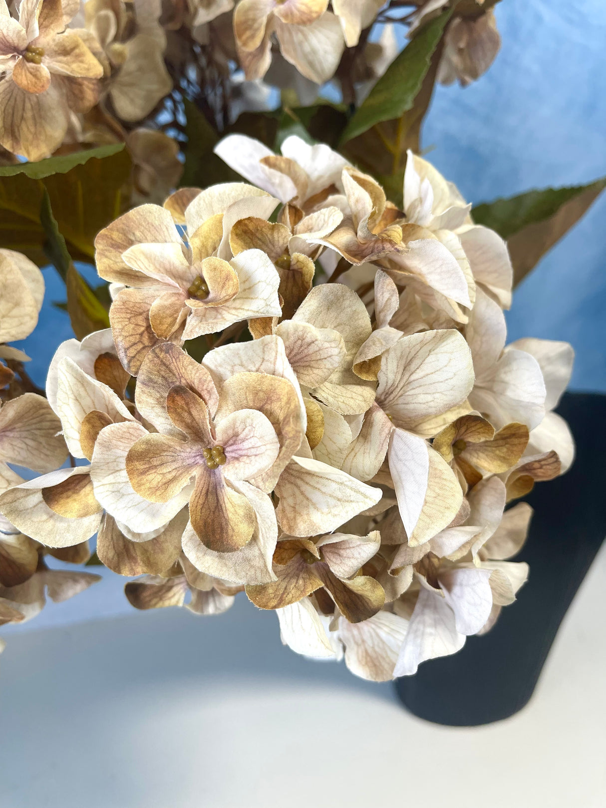 Cream Harvest Hydrangea Bush
