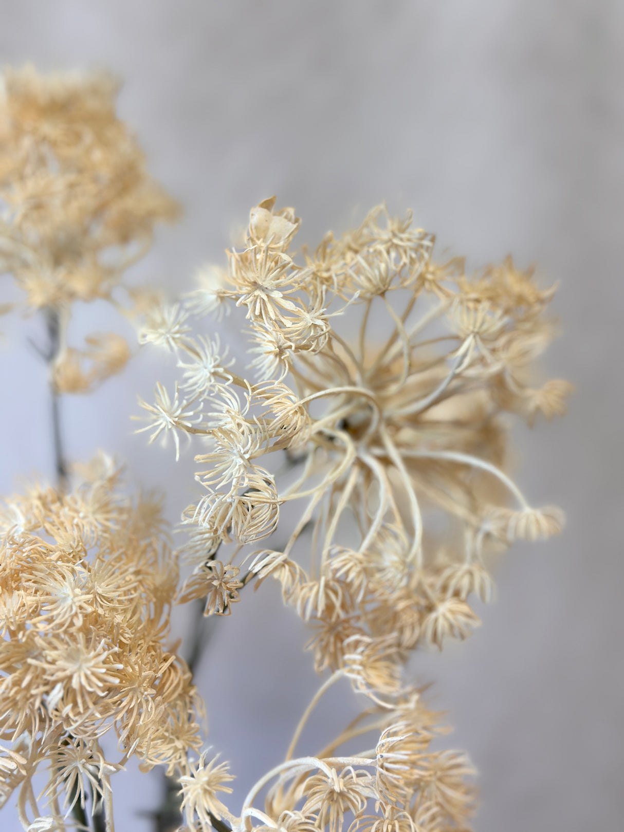 Autumn Queen Anne's Lace Spray