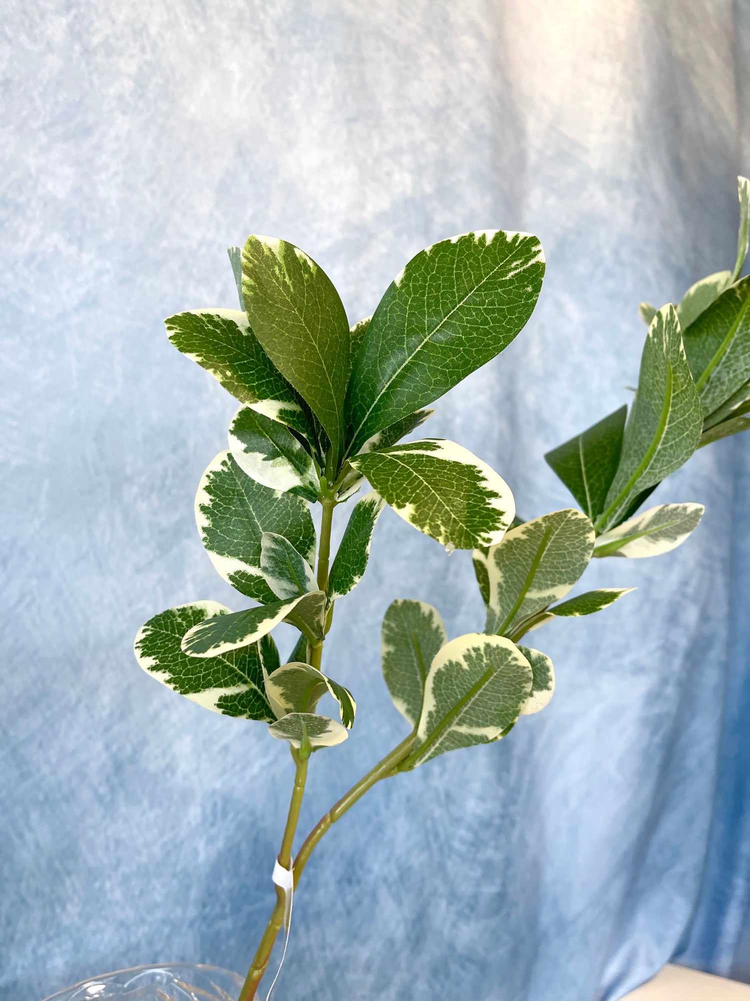 Sage Cider Gum Spray