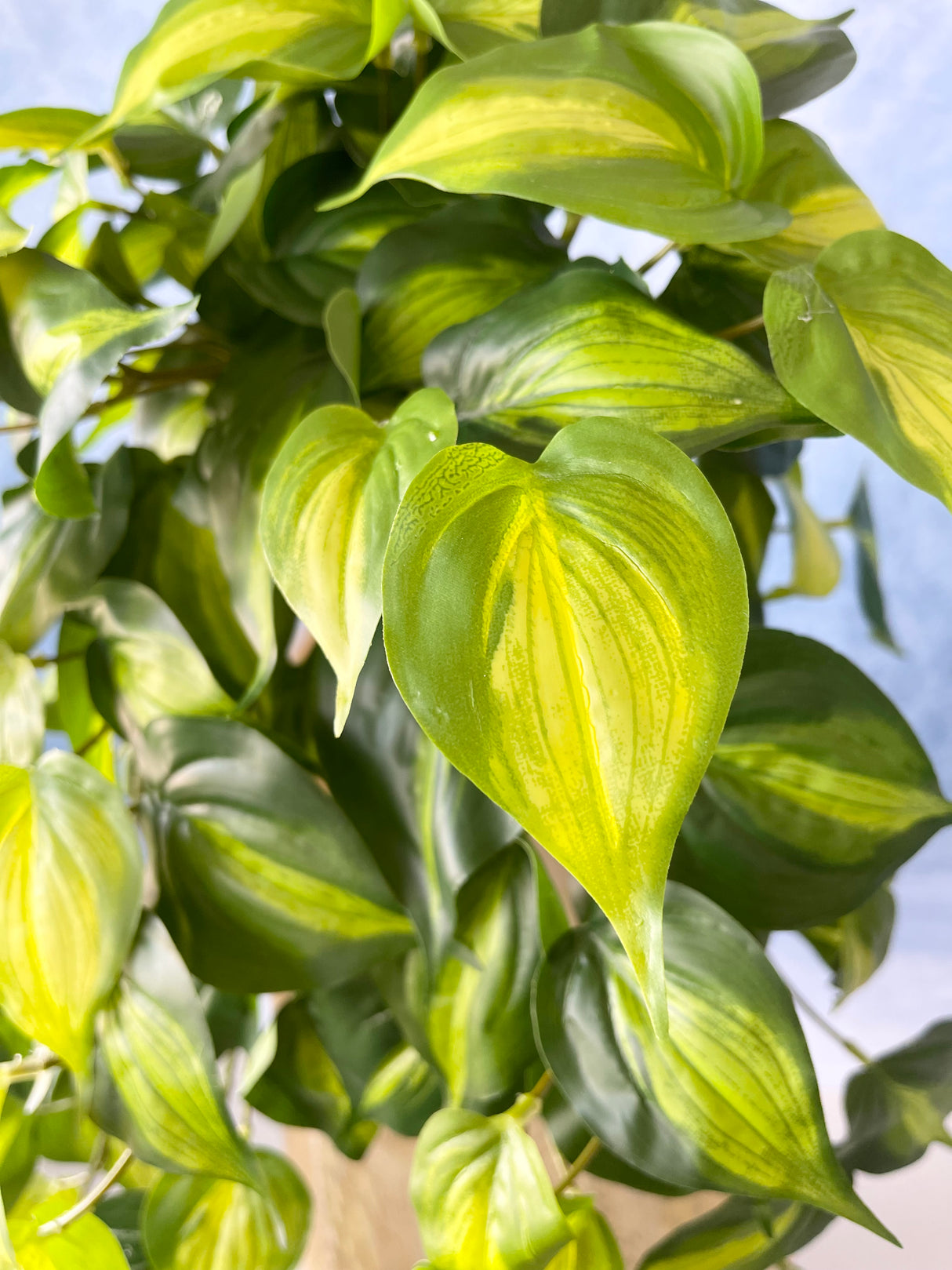 UV Protect Real Touch Philo Bush