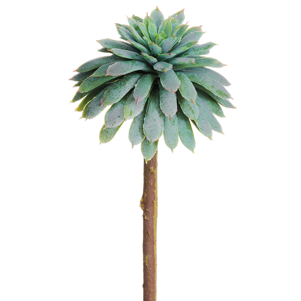 Mini Echeveria Pick Blue Gray