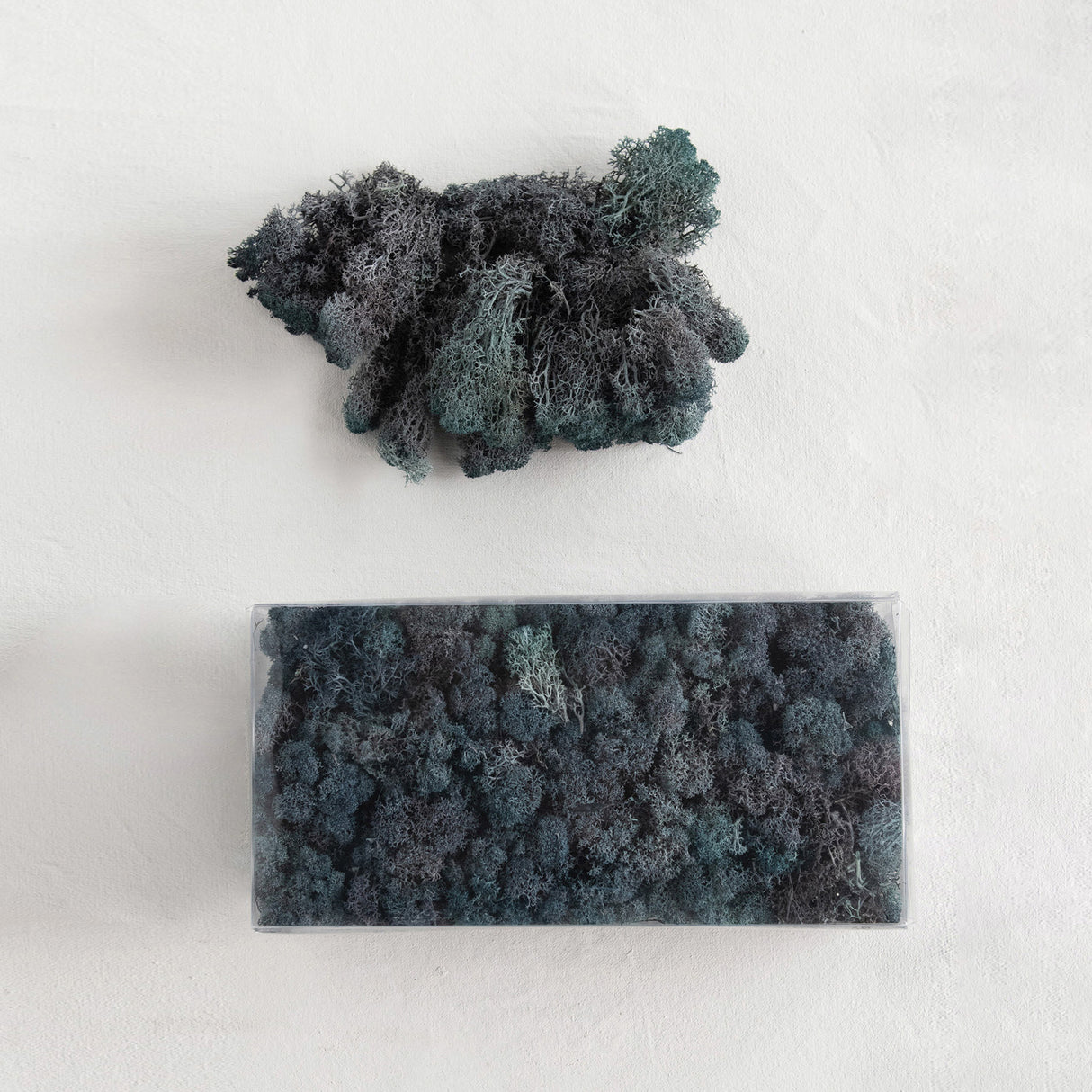 Dyed Riccia Fluitans Moss Box