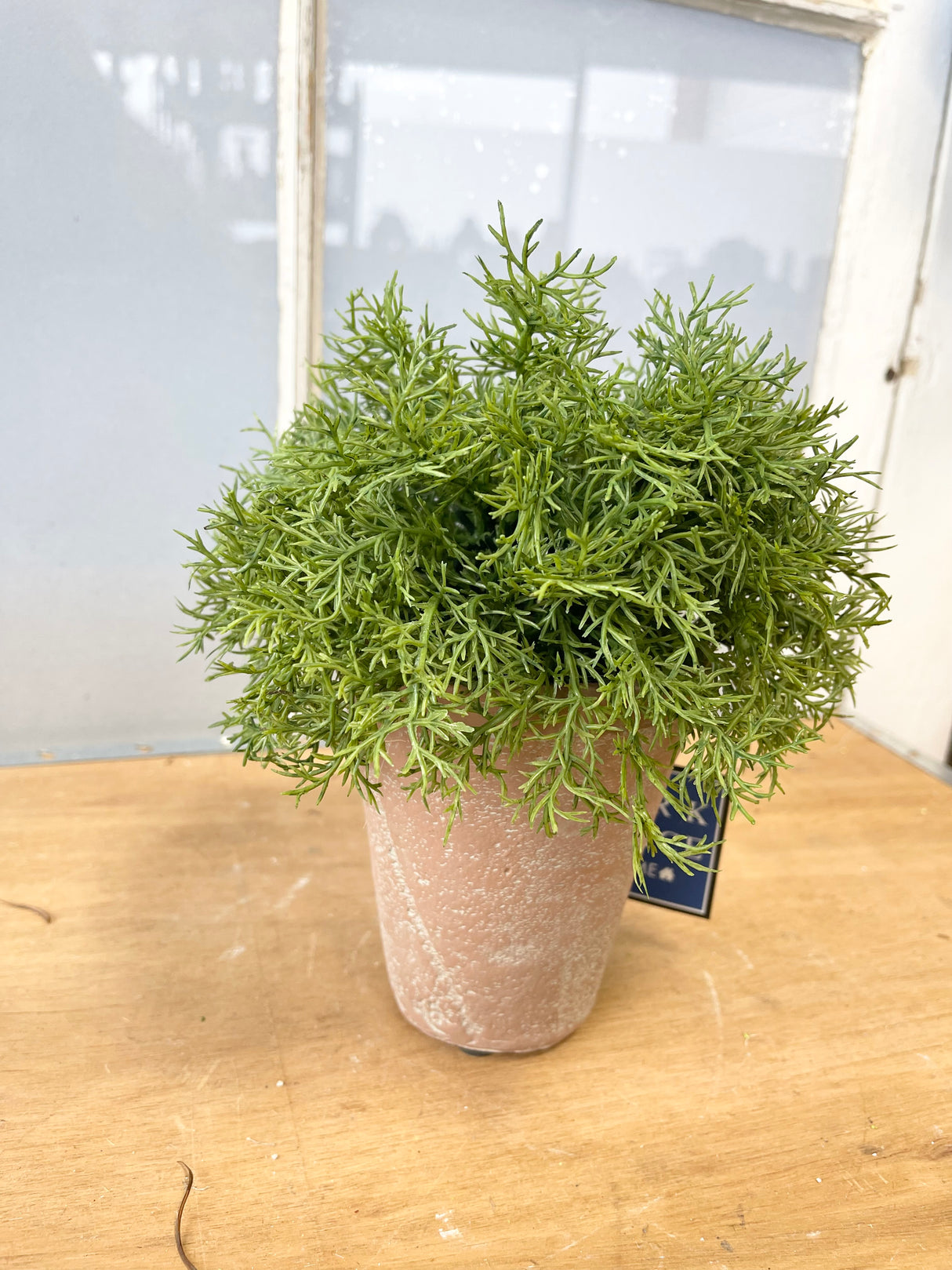 Real Touch Potted Sprengeri