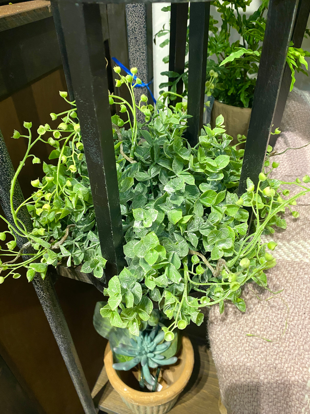 12" Boxwood Half Orb