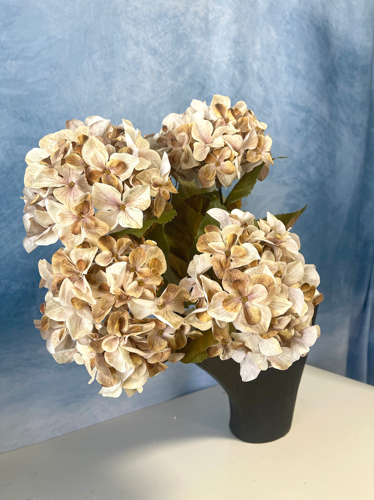 Cream Harvest Hydrangea Bush