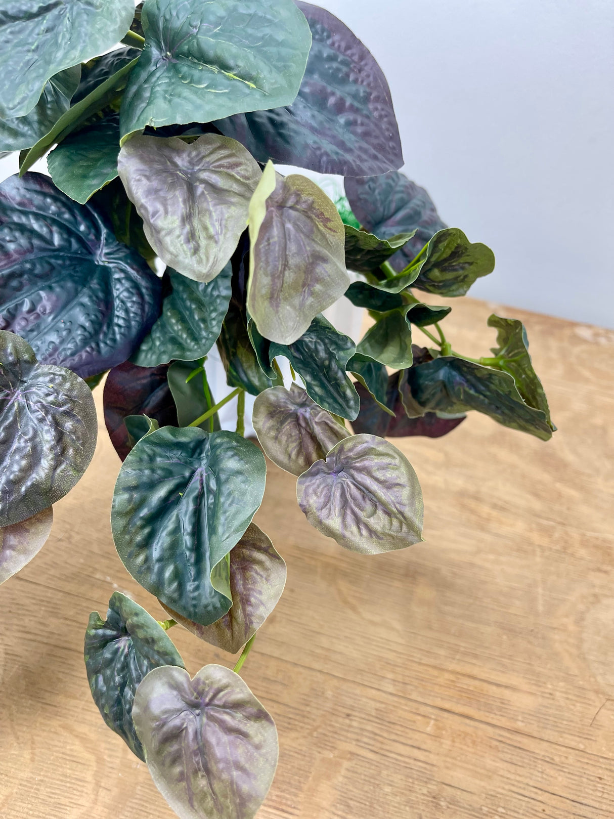 Dark Green Pepperomia Bush