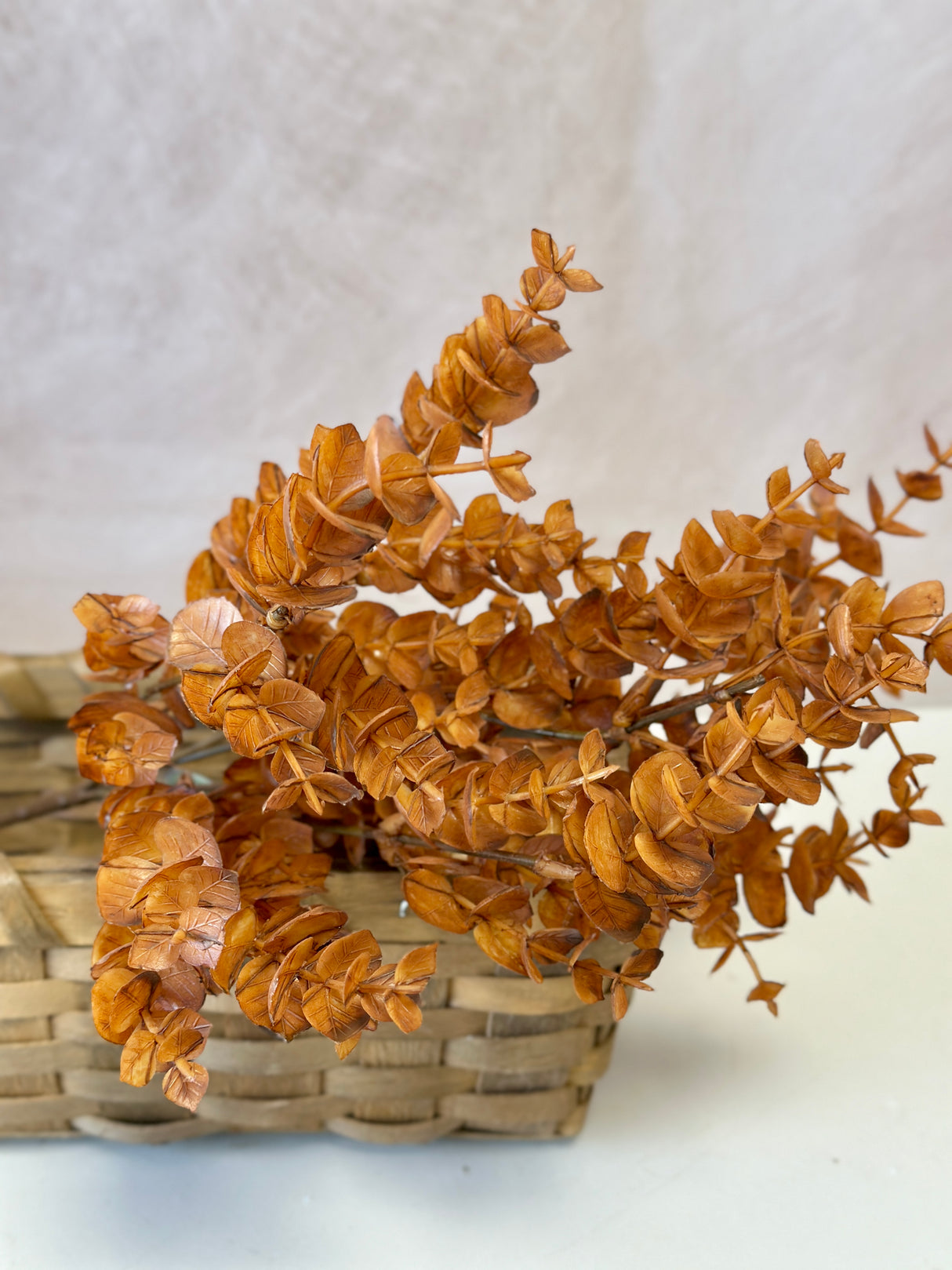 Cinnamon Spice Eucalyptus Bush