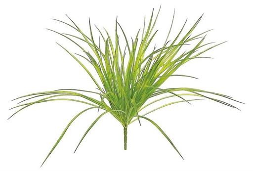 Pacific Grove Zebra Grass Bush
