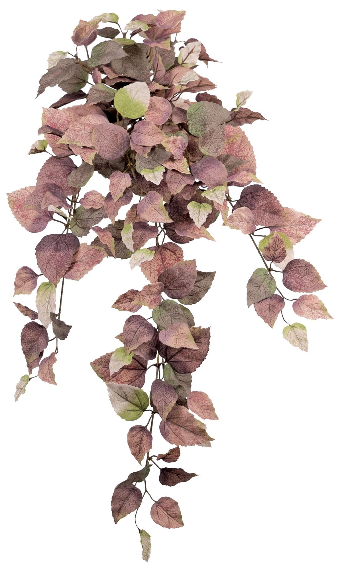 Dusty Mauve Shoeblack Plant Bush