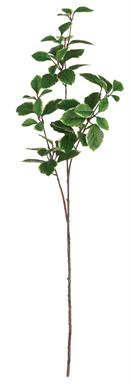 Concord Euonymus Leaves Spray