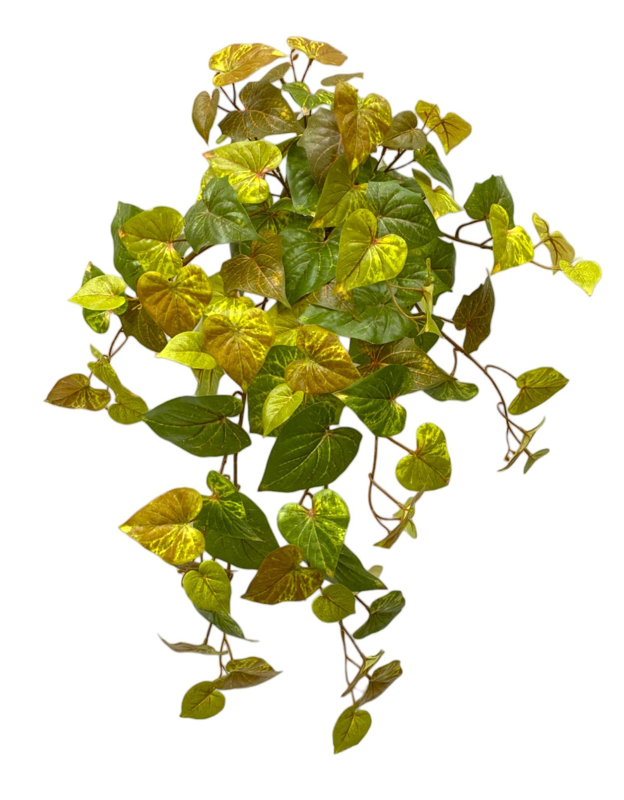 Potato Vine Fall Hanging Bush