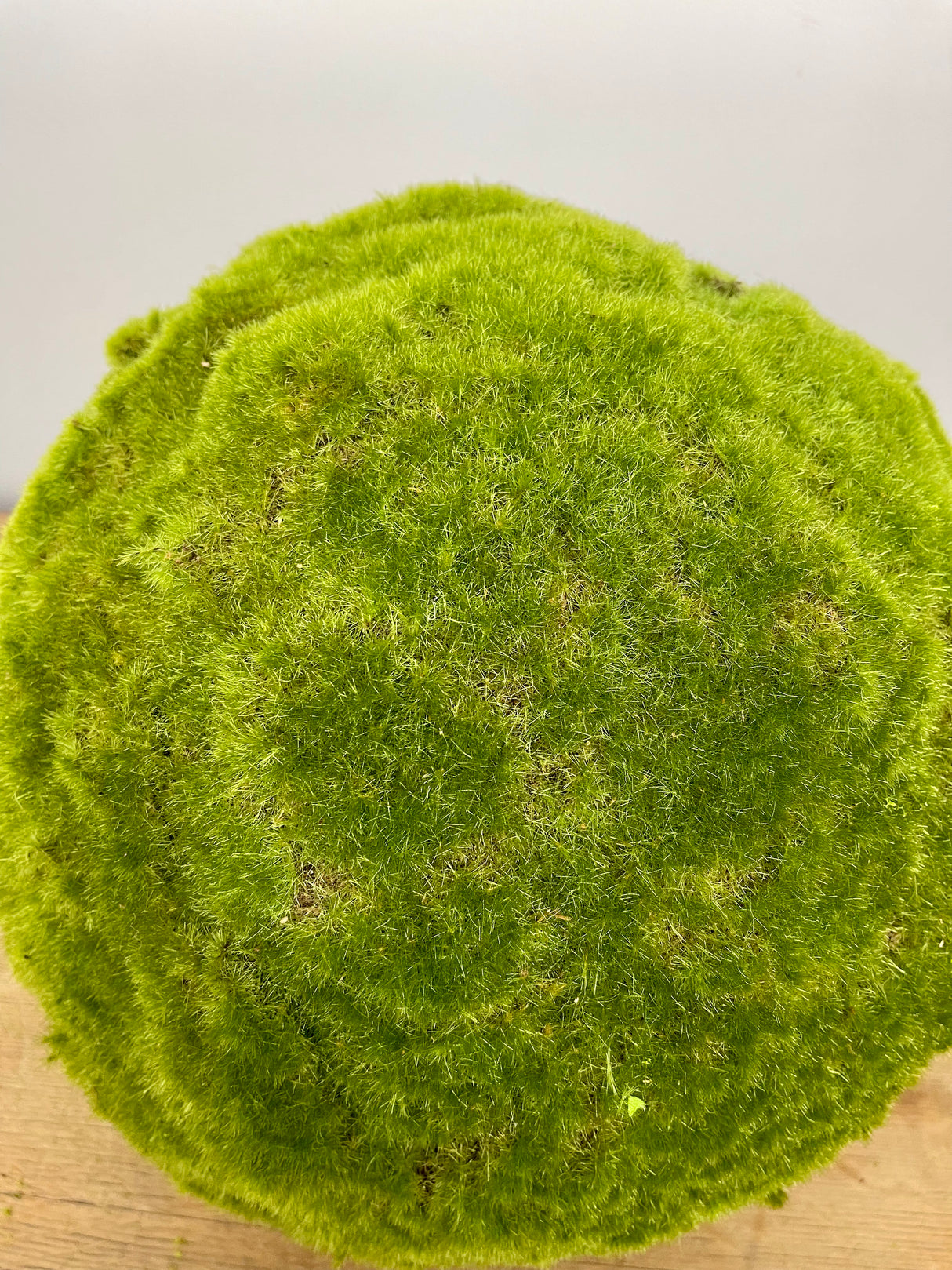 13" Moss Orb