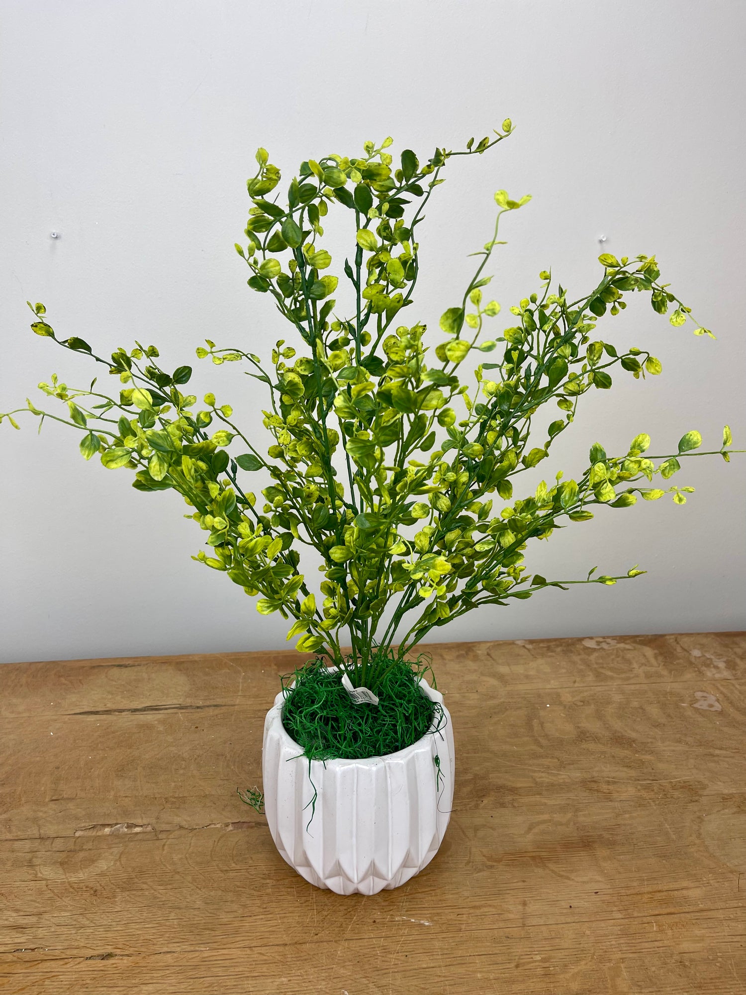 20" Bog Pimpernel Bush