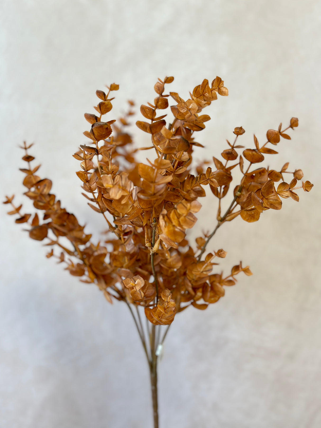 Cinnamon Spice Eucalyptus Bush