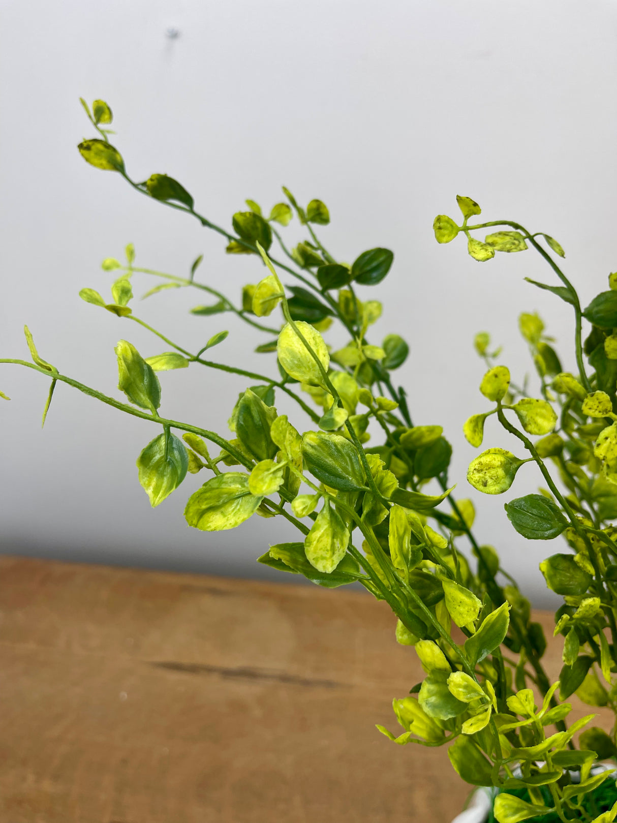 20" Bog Pimpernel Bush