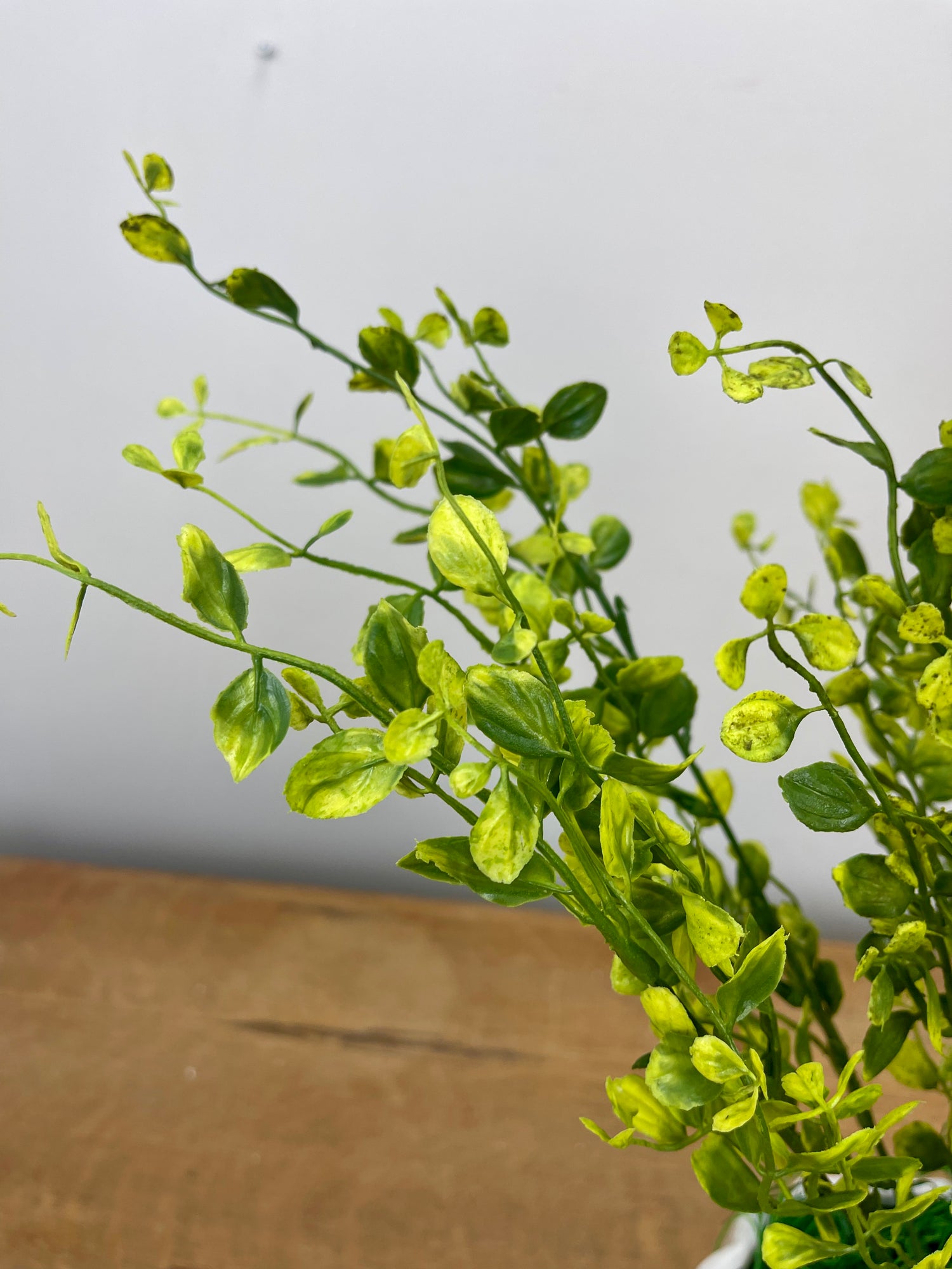 20" Bog Pimpernel Bush