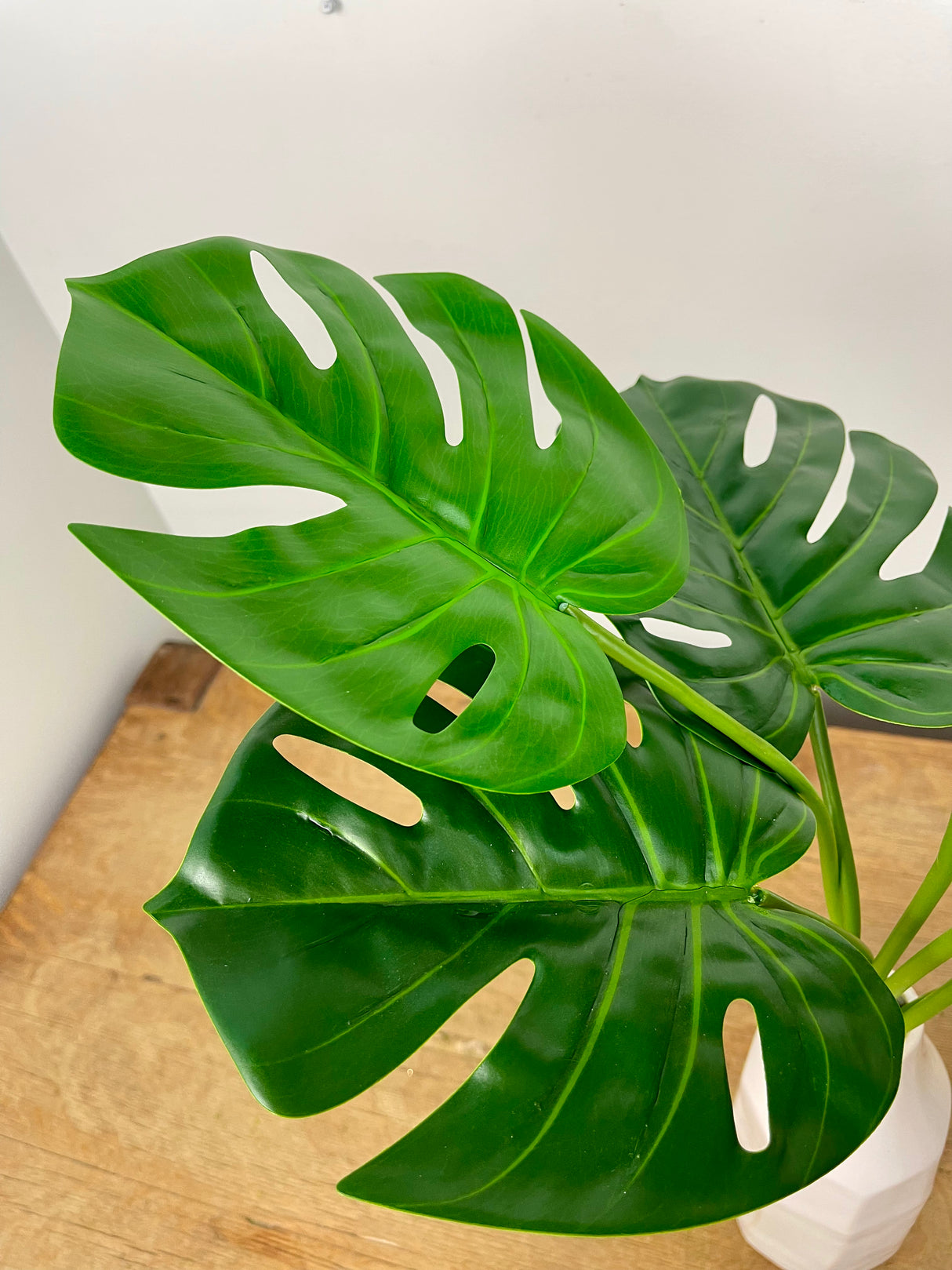 Monstera Leaf Bush