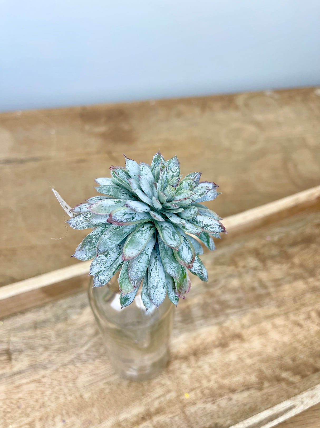 Mini Echeveria Pick Blue Gray