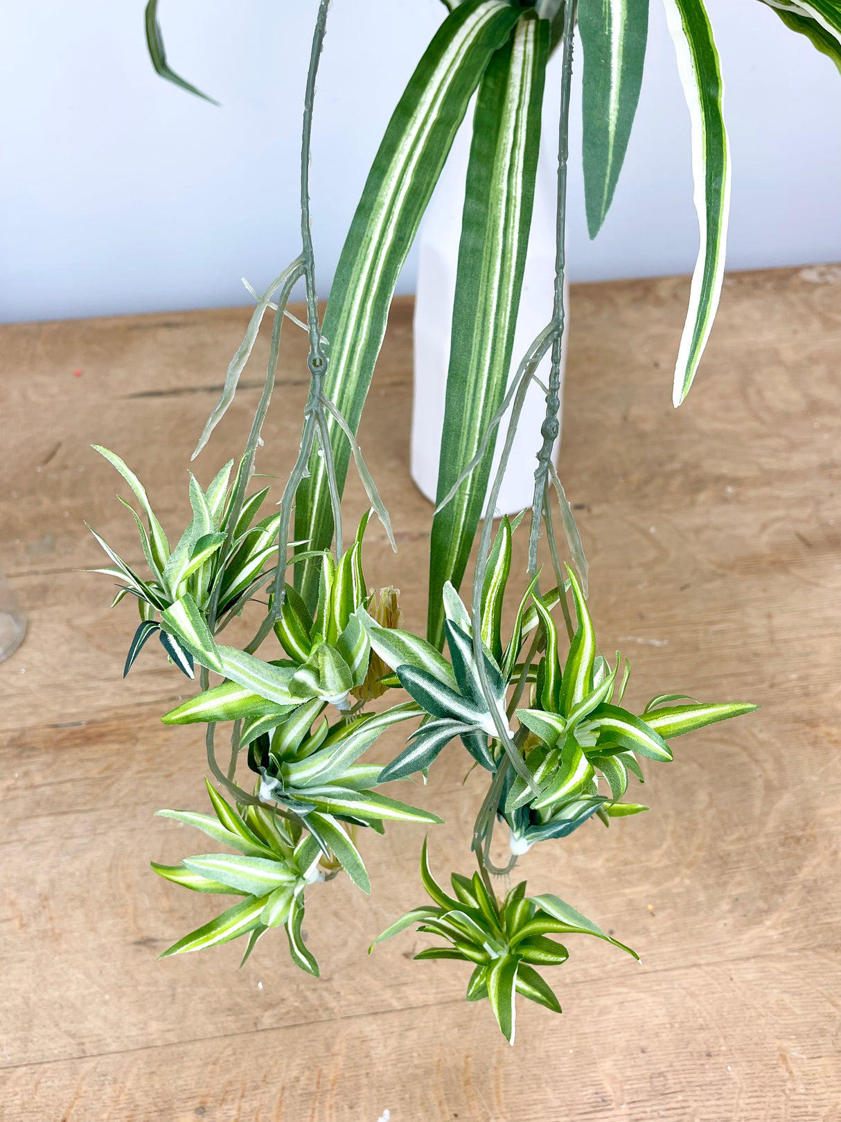 Variegated Spider Plant