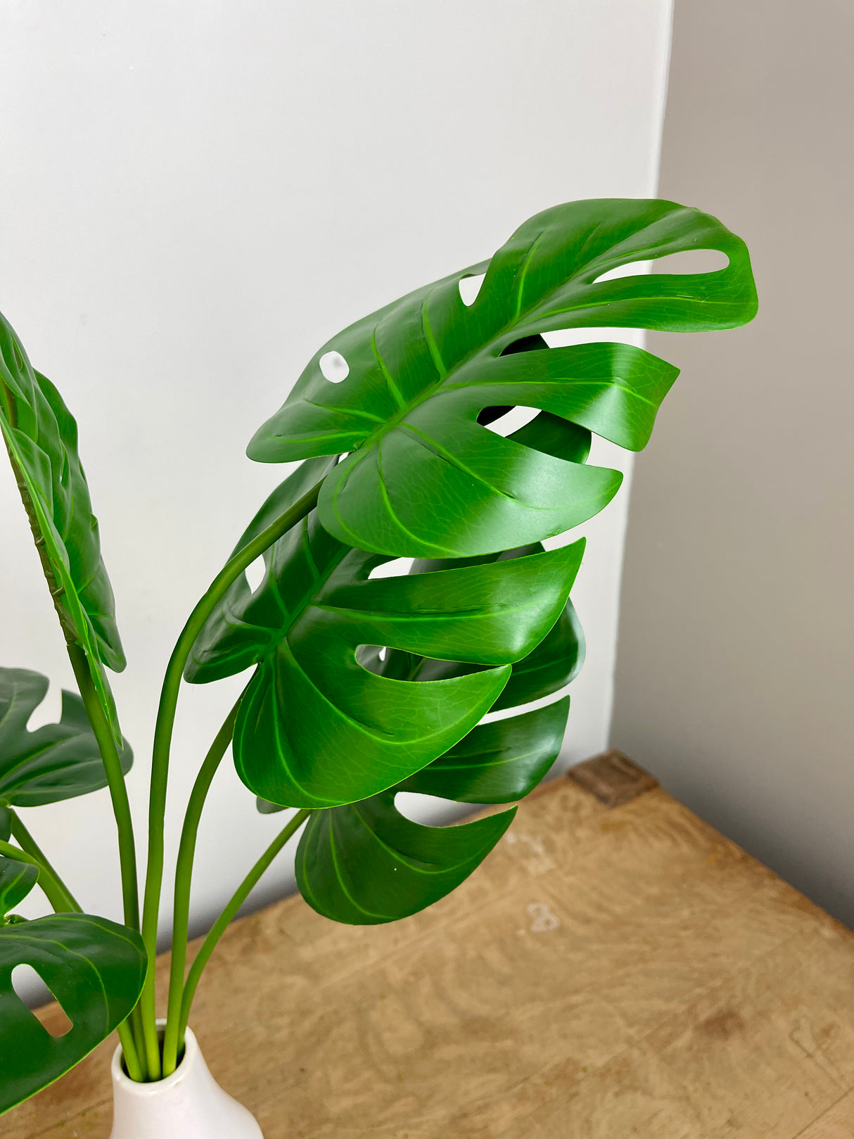 Monstera Leaf Bush