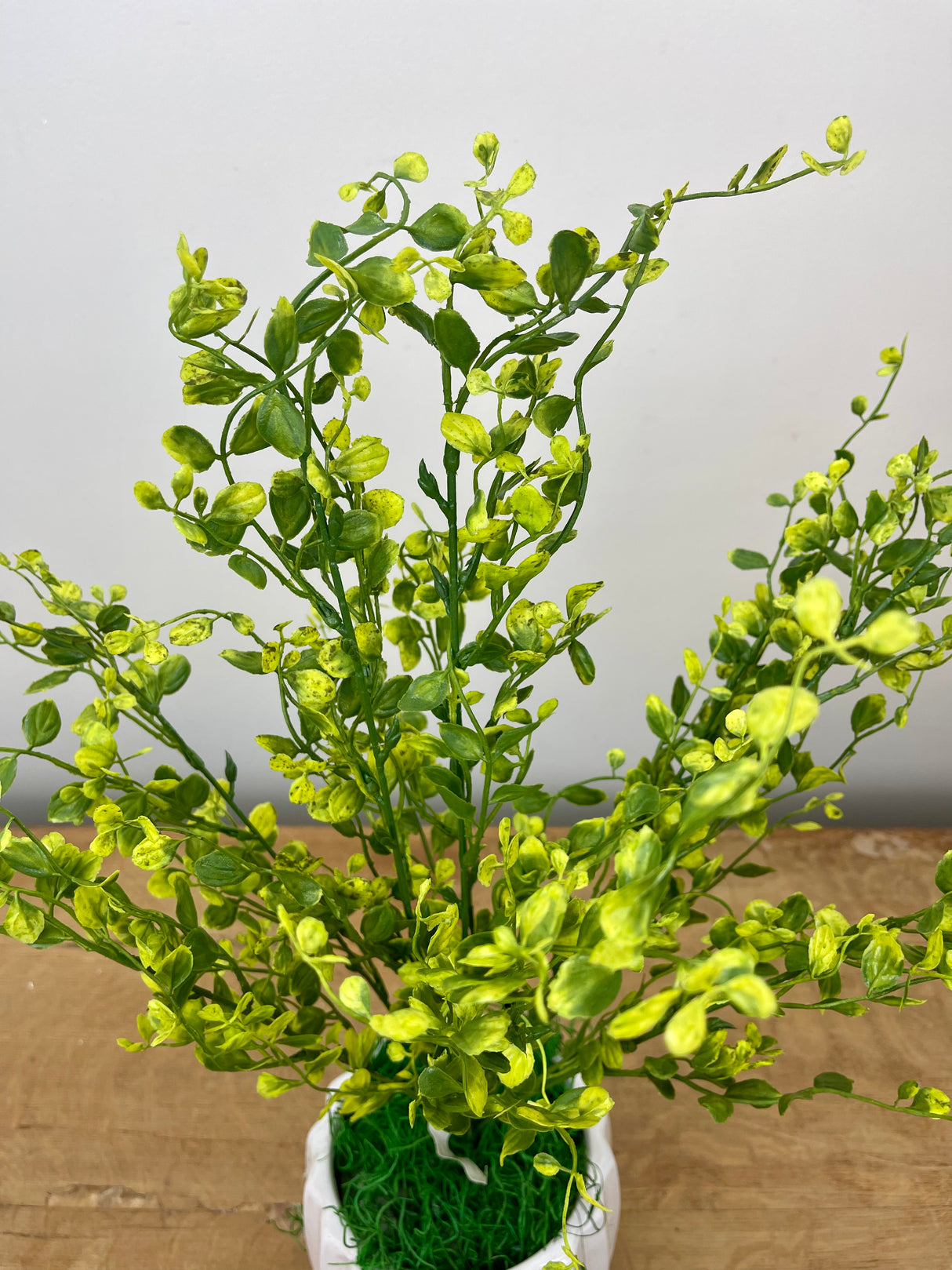 20" Bog Pimpernel Bush