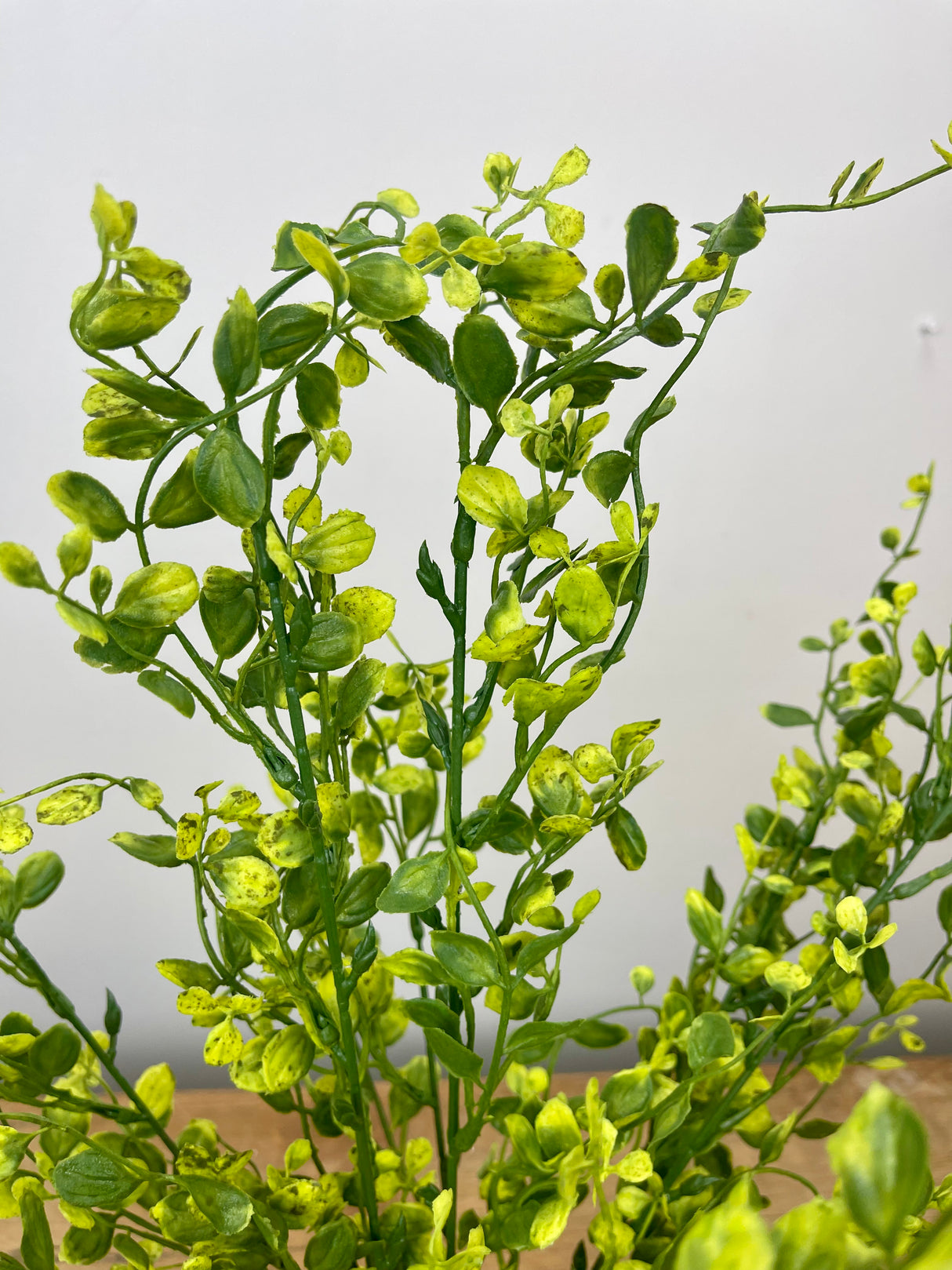 20" Bog Pimpernel Bush
