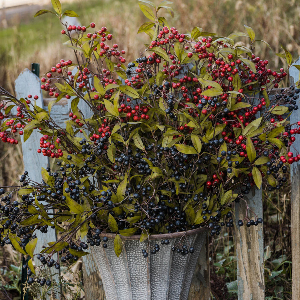 Blue Green Berries Spray
