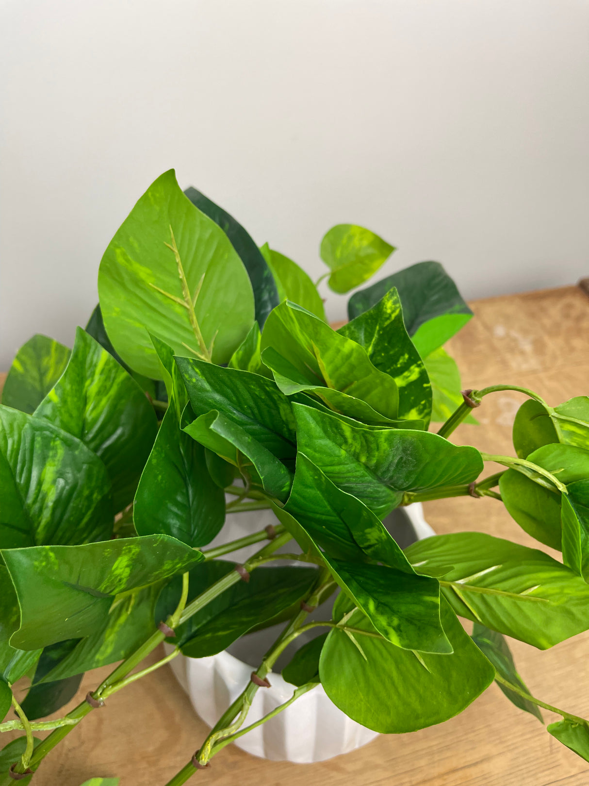 Variegated Potho Bush