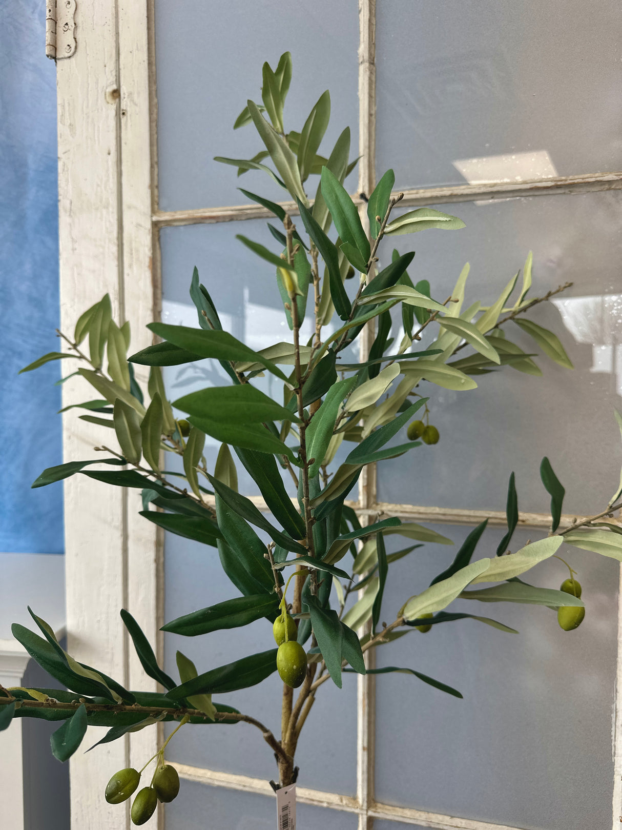 47" Potted Olive Tree
