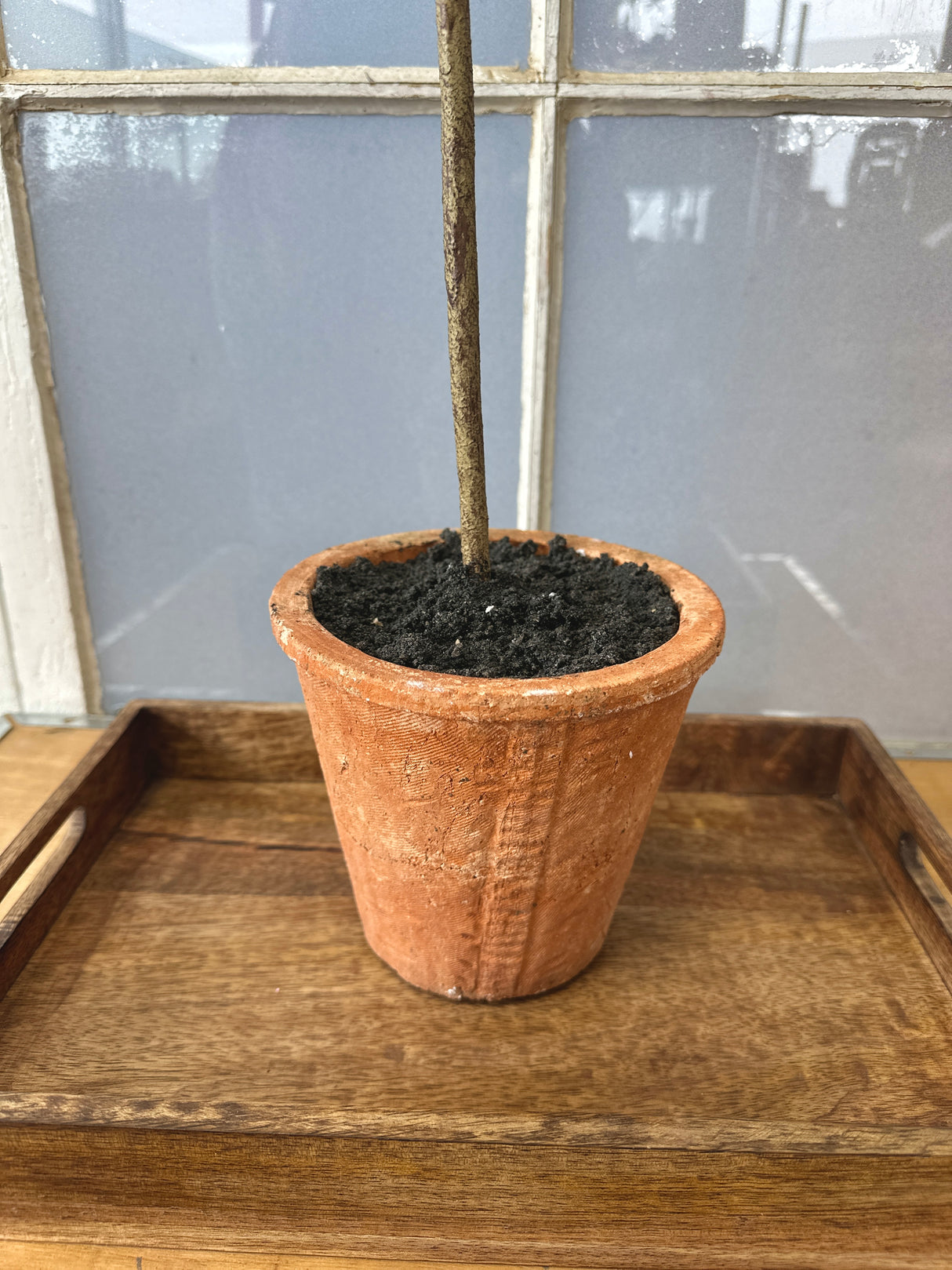 47" Potted Olive Tree