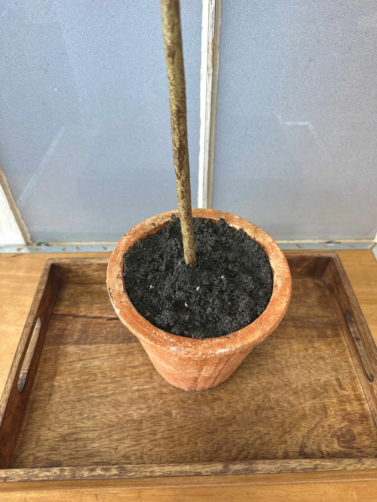 47" Potted Olive Tree