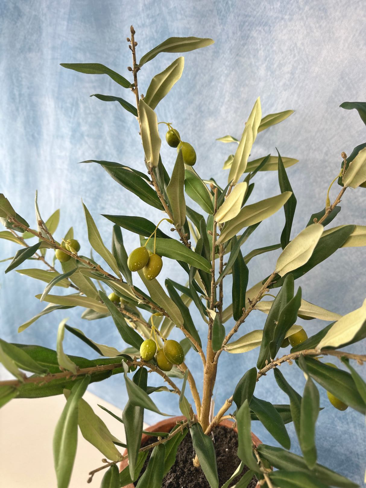 25" Potted Olive Tree